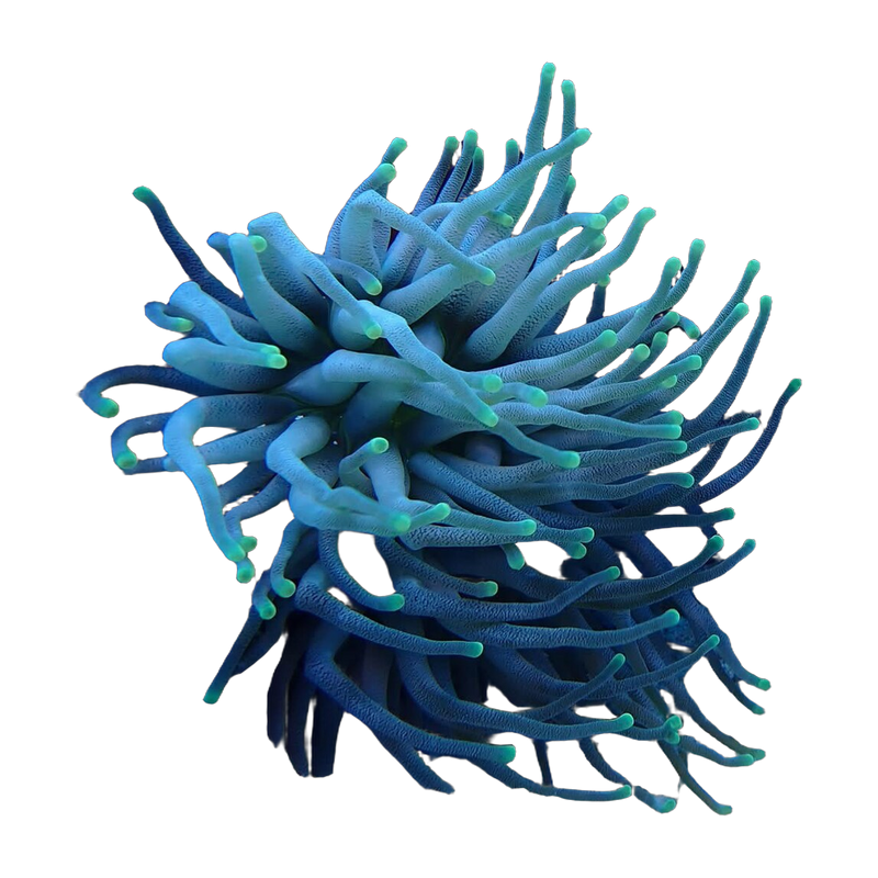 Giant Caribbean anemone (Condylactis gigantea) — Anemones & Inverts