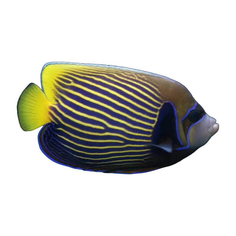 Emperor angelfish (Pomacanthus imperator) — Angelfish