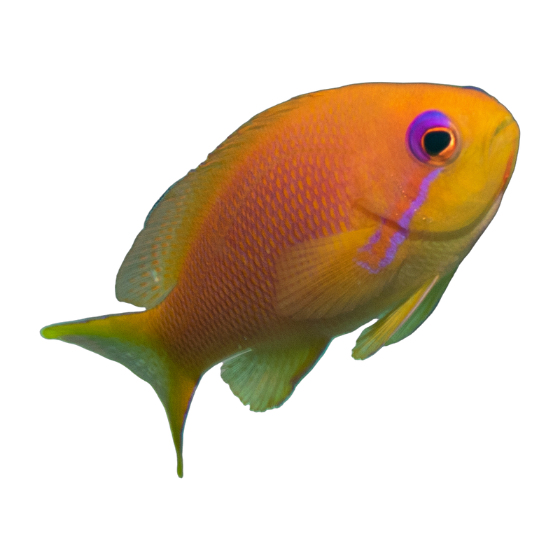Scalefin anthias (Pseudanthias squamipinnis) — Anthias & Butterflies
