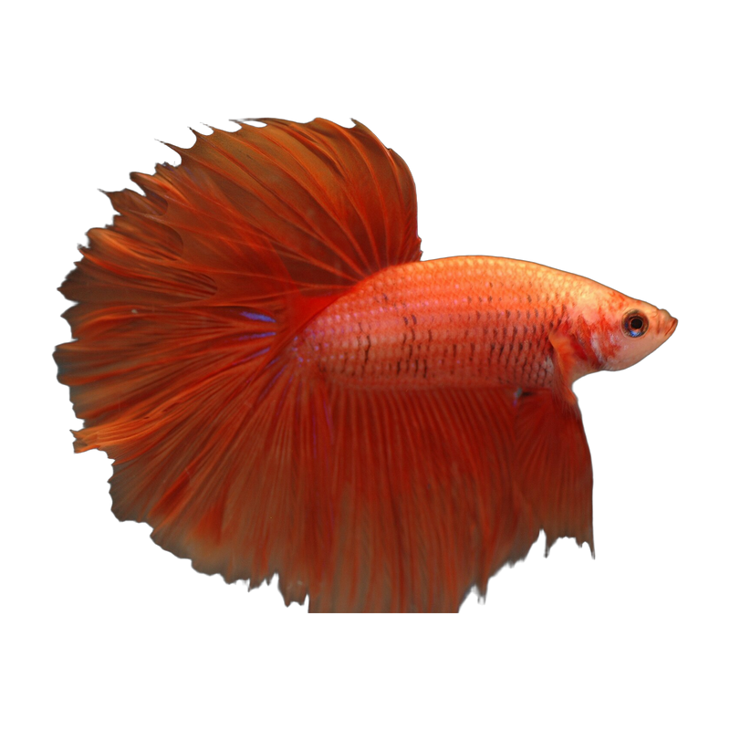 Halfmoon betta (Betta splendens) — Bettas & Gouramis