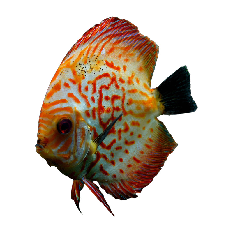 Red discus (Symphysodon) — Cichlids & Discus
