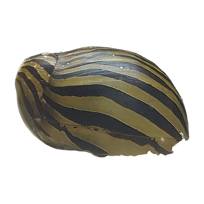 Zebra nerite snail (Neritina natalensis) — Cleanup Crew