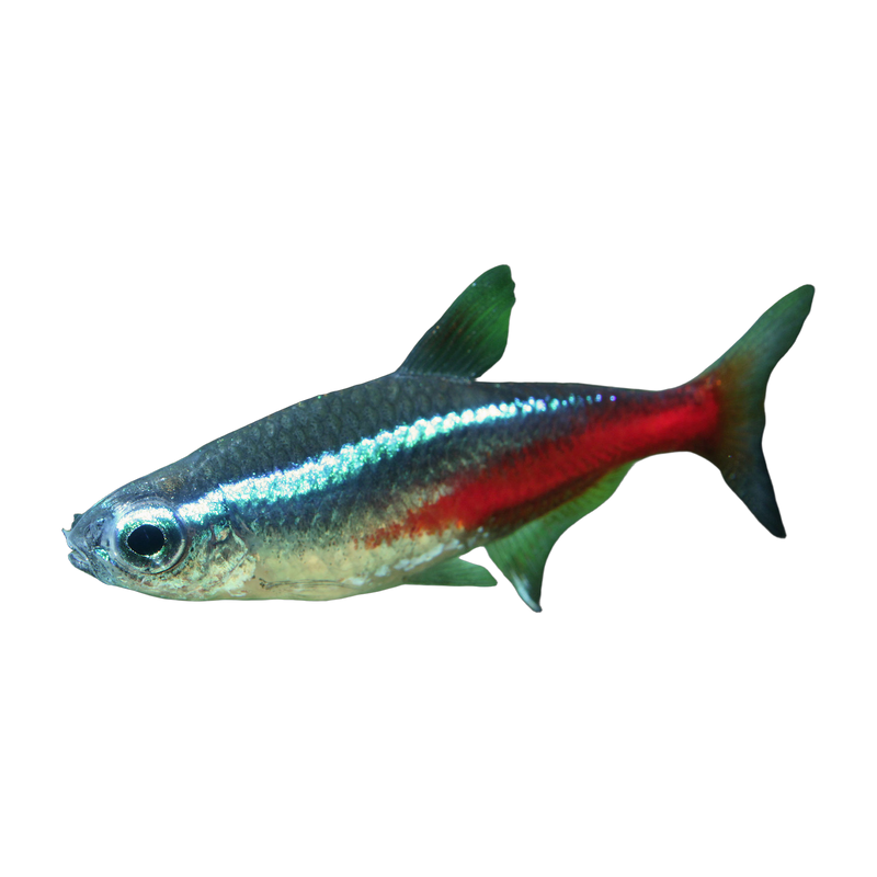 Neon tetra (Paracheirodon innesi) — Community & Schooling