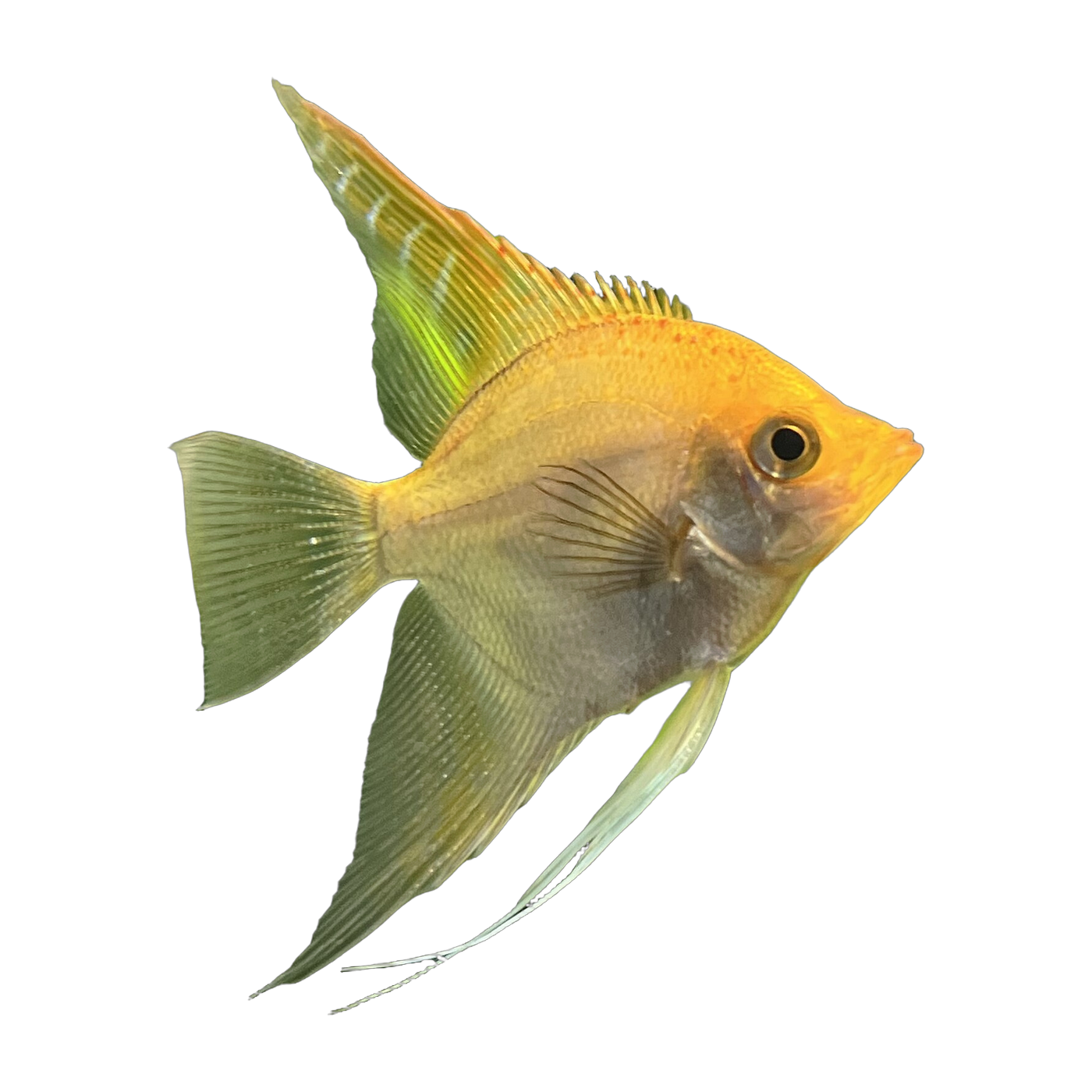 Gold angelfish (Pterophyllum scalare) — Freshwater