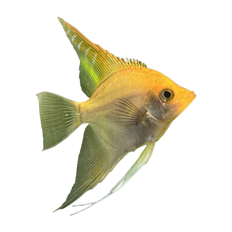 Gold angelfish (Pterophyllum scalare) — Freshwater