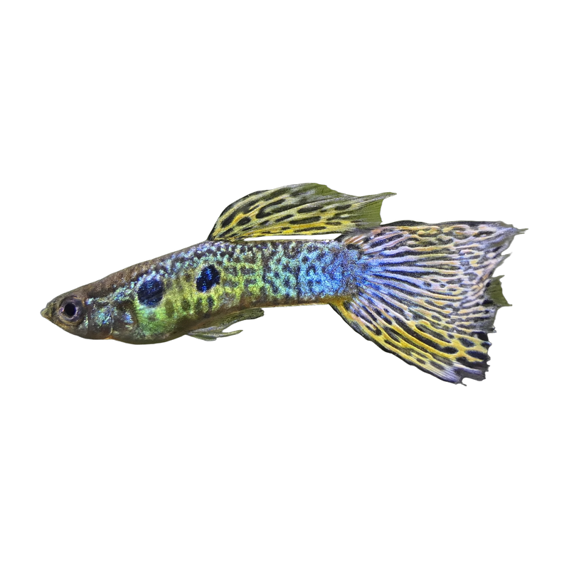 Cobra-green male guppy (Poecilia reticulata) — Livebearers