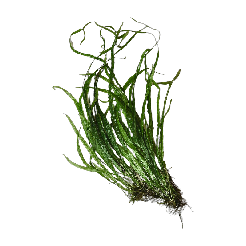 Java fern (Leptochilus pteropus) — Plants & Aquascaping