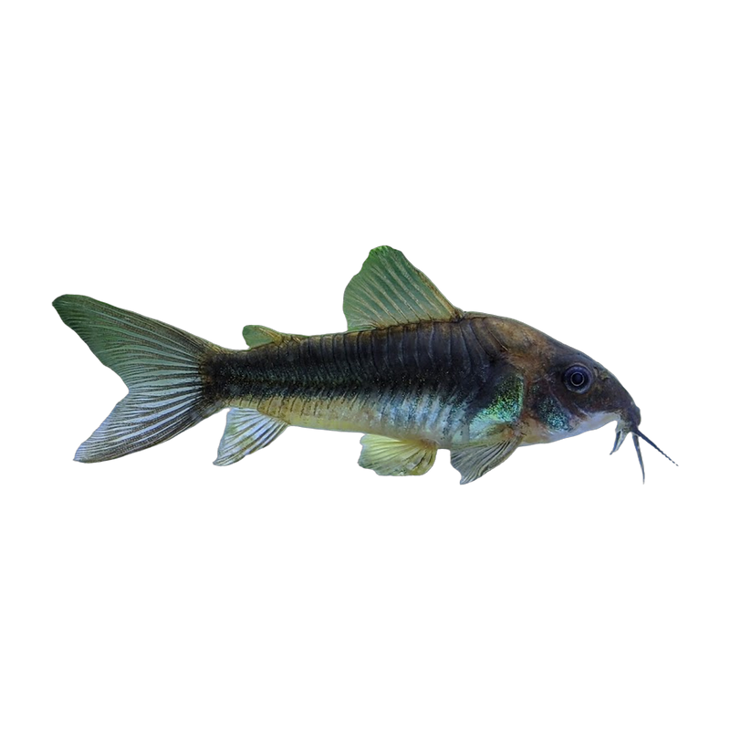 Bronze corydoras (Corydoras aeneus) — Plecos & Bottom Dwellers