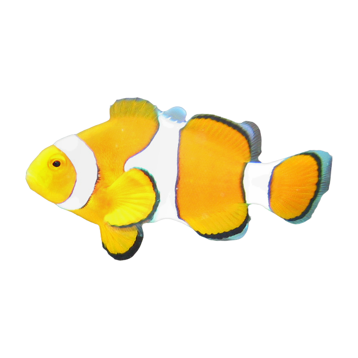 Ocellaris clownfish (Amphiprion ocellaris) — Saltwater & Corals