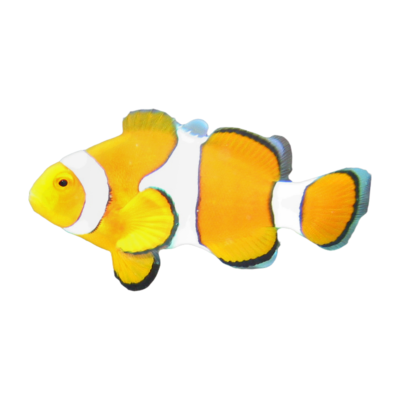 Ocellaris clownfish (Amphiprion ocellaris) — Saltwater & Corals