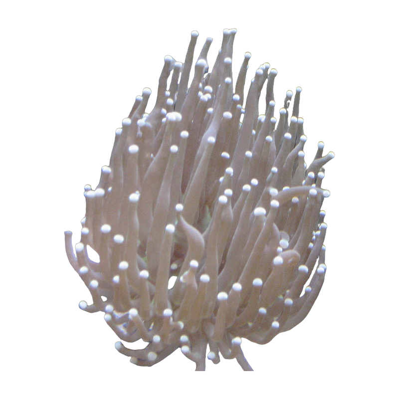 Torch coral (Euphyllia glabrescens) — Soft Corals & LPS