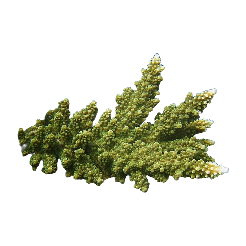 Acropora florida colony — SPS