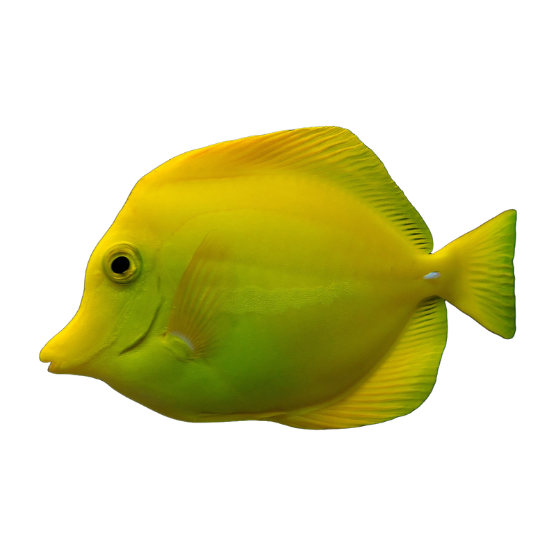 Yellow tang (Zebrasoma flavescens) — Tangs