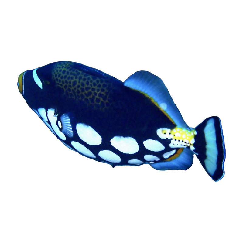 Clown triggerfish (Balistoides conspicillum) — Triggers & Predators