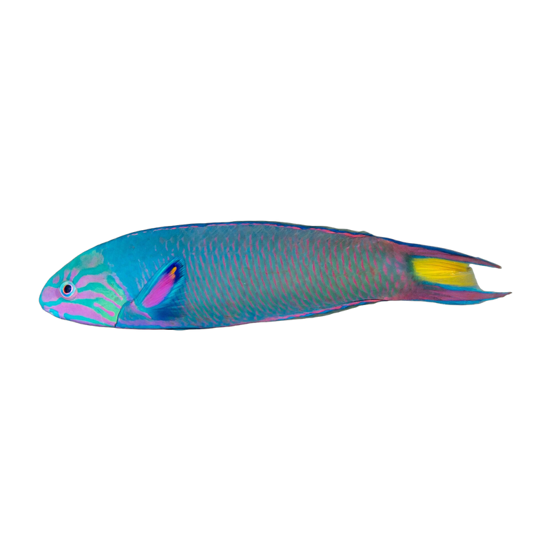 Moon wrasse (Thalassoma lunare) — Wrasses