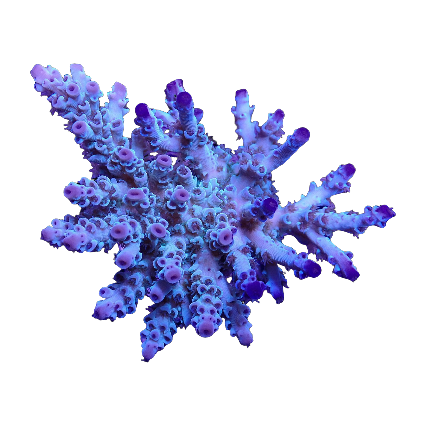Acropora tenuis colony — WYSIWYG Corals