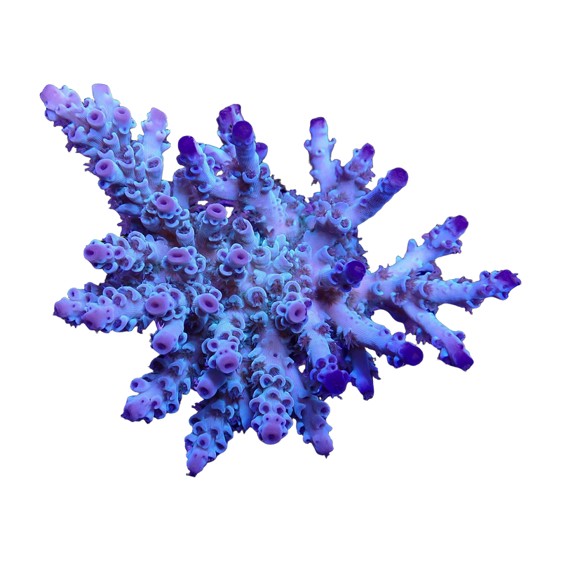Acropora tenuis colony — WYSIWYG Corals