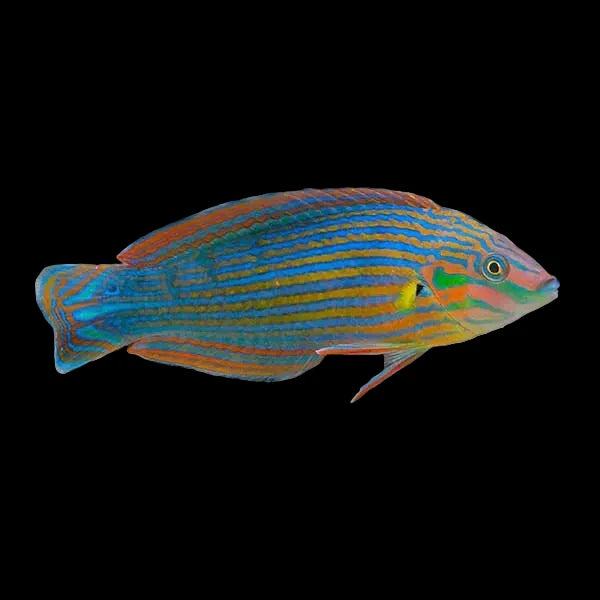 Melanurus Wrasse (Halichoeres melanurus)