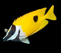 One Spot Foxface (Siganus unimaculatus)