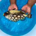 Clown Triggerfish 11” (Balistoides conspicillum)