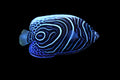 Emperor Angelfish juvenile 2-3” (Pomacanthus imperator)