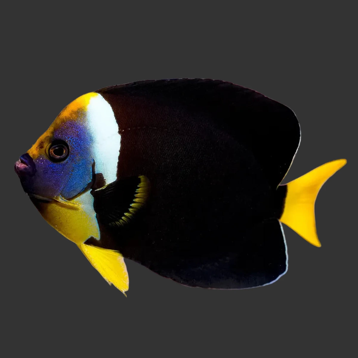 False Personifer Angelfish Small/Medium Male (Chaetodontoplus meredithi)