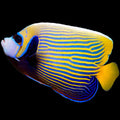 Emperor Angelfish 5-6” (Pomacanthus imperator)