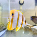 Copperband Butterflyfish 3-3.5”(Chelmon rostratus)