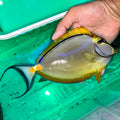 Blonde Naso Tang XL male 9-10” (Naso lituratus)