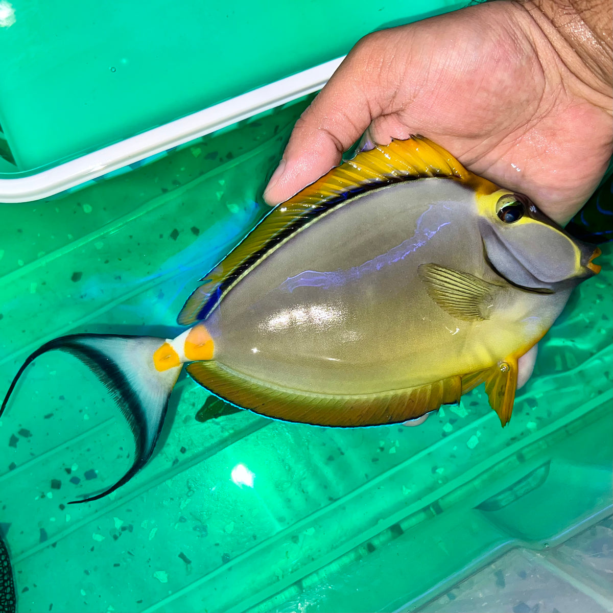 Blonde Naso Tang XL male 9-10” (Naso lituratus)
