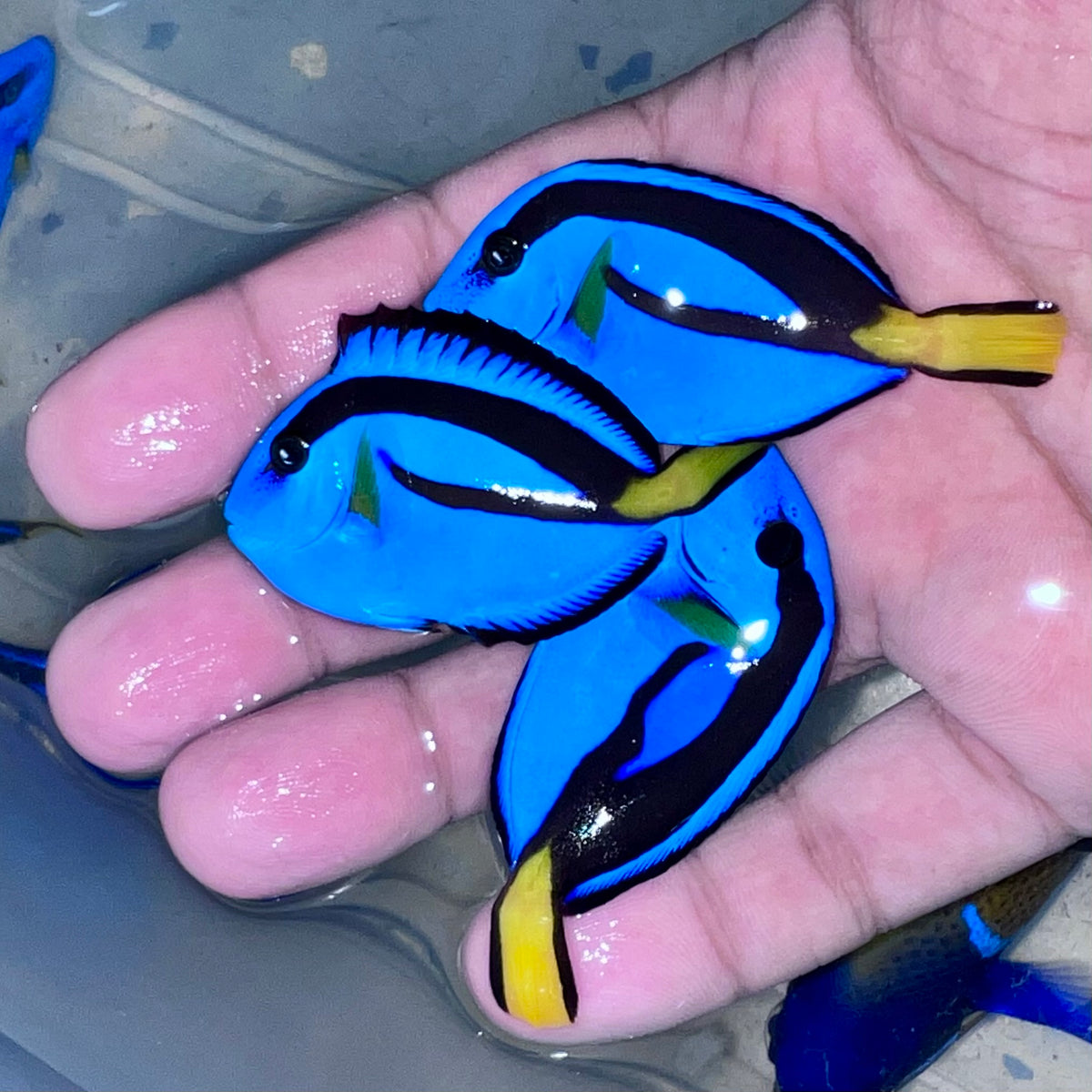 Blue Hippo Tang small (Paracanthurus hepatus)