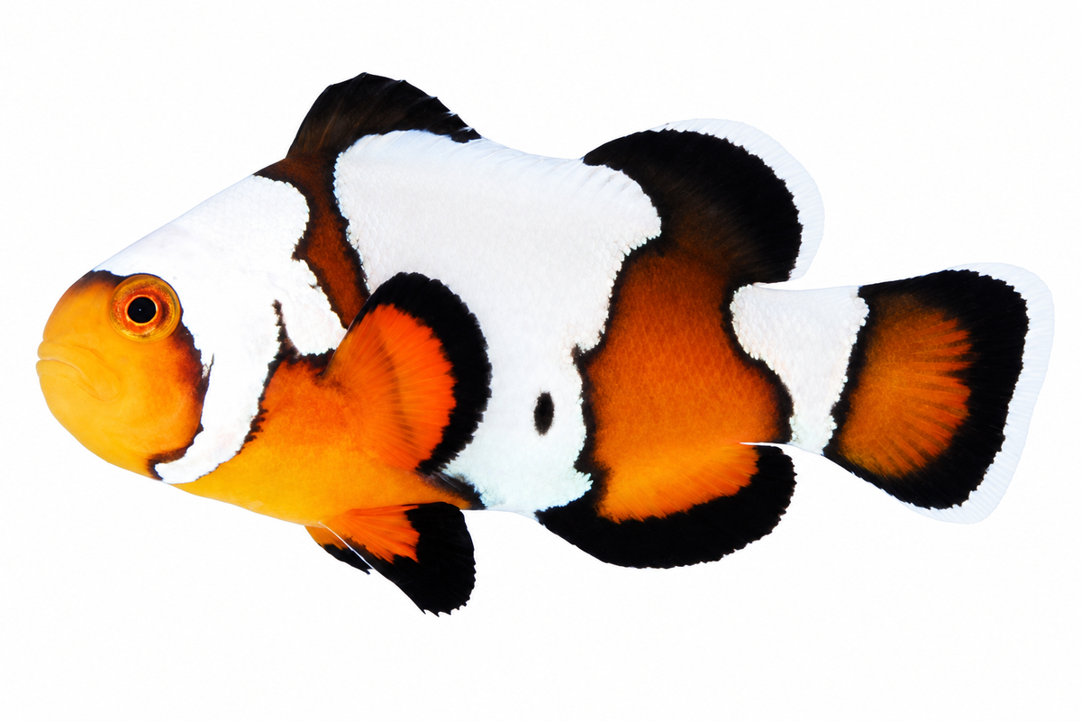 Black Ice Clownfish (Amphiprion ocellaris)