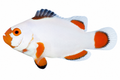 Blizzard Clownfish (Amphiprion percula)