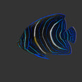 Koran Angelfish (Pomacanthus semicirculatus)