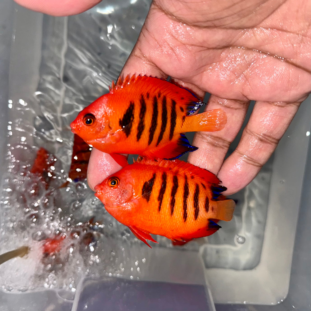 Flame Angelfish (Centropyge loricula)