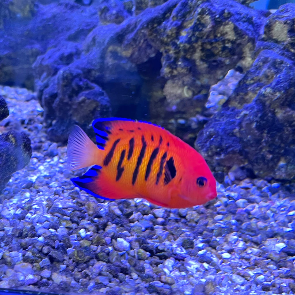 Flame Angelfish (Centropyge loricula)