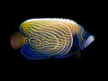 Emperor Angelfish subadult (Pomacanthus imperator)