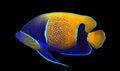 Majestic Angelfish ~4” (Pomacanthus navarchus)