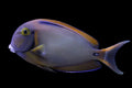 Bariene Tang medium 5" (Acanthurus bariene)