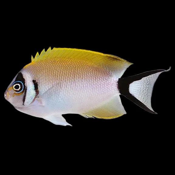 Masked Swallowtail Angelfish Female 3” (Genicanthus semifasciatus)