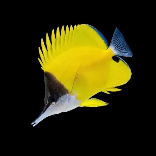 Yellow Longnose Butterflyfish large (Forcipiger flavissimus)