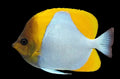 Yellow Pyramid Butterflyfish 3” (Hemitaurichthys polylepis)