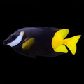 Bicolor Foxface 3-4” (Siganus usp)