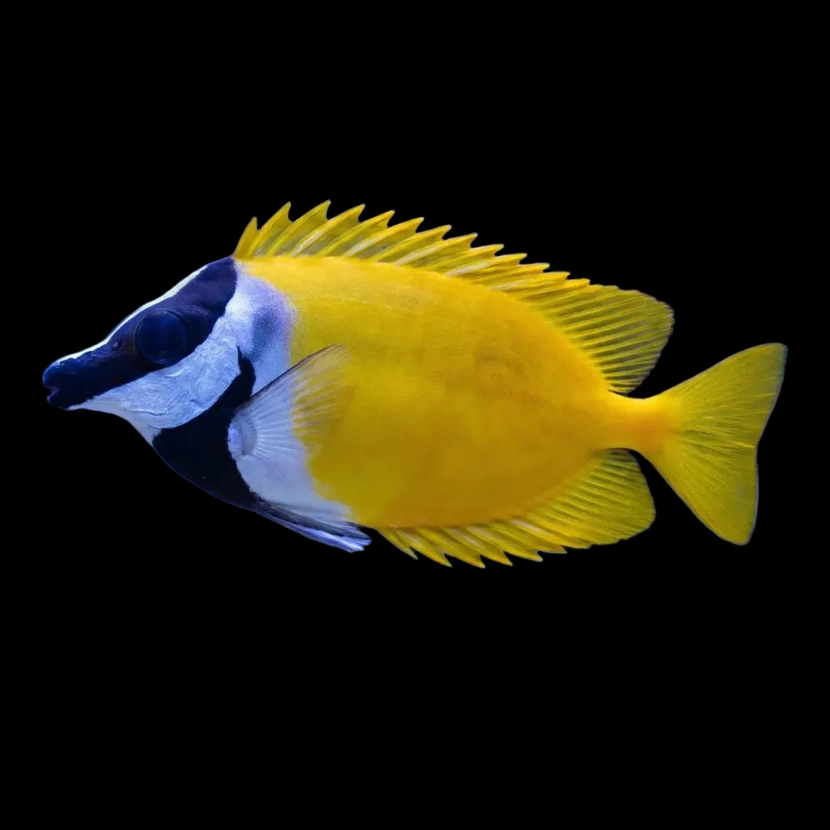 Yellow Foxface 4” (Siganus vulpinus)