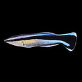 Cleaner Wrasse (Labroides dimidiatus)