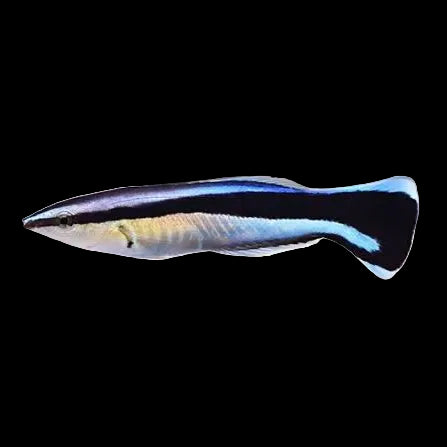 Cleaner Wrasse (Labroides dimidiatus)