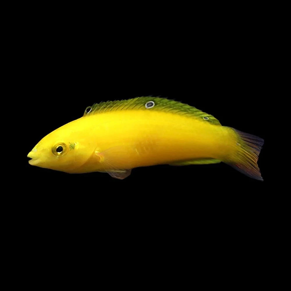 Yellow “Coris” Wrasse (Halichoeres chrysus)