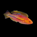 Pin-tail Fairy Wrasse Male (Cirrhilabrus lanceolatus)