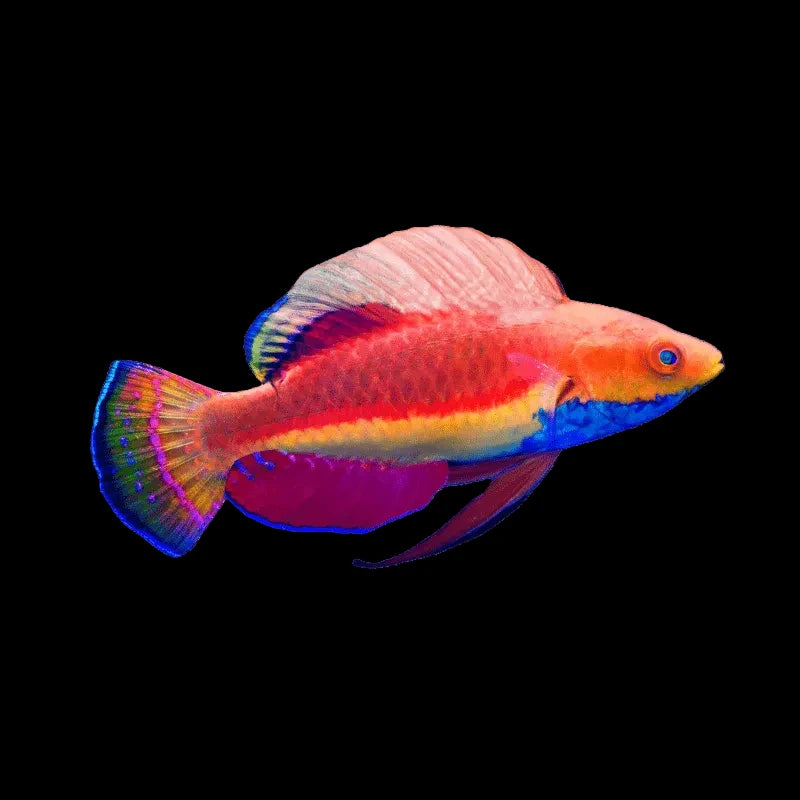 Blue-throat Fairy Wrasse (Cirrhilabrus cyanogularis)