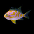 Borbon Anthias 2” (Odontanthias borbonius)